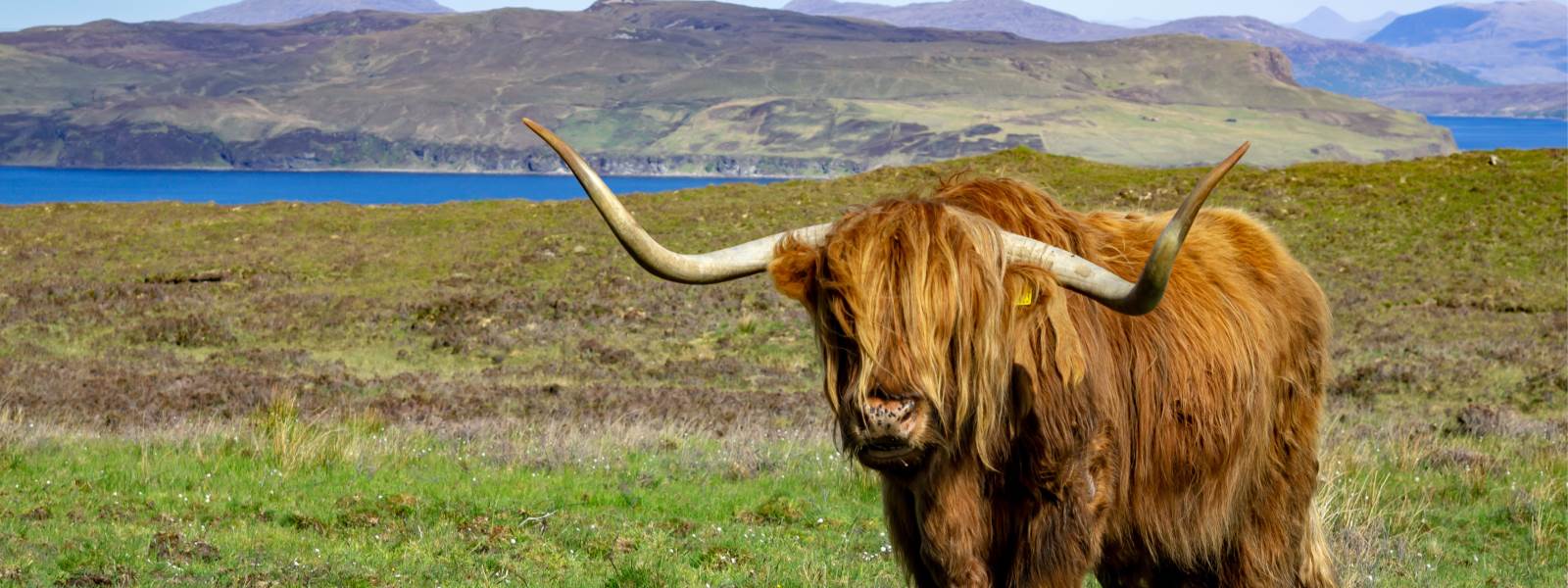 A long horn cow standing on a field with mountains in the background