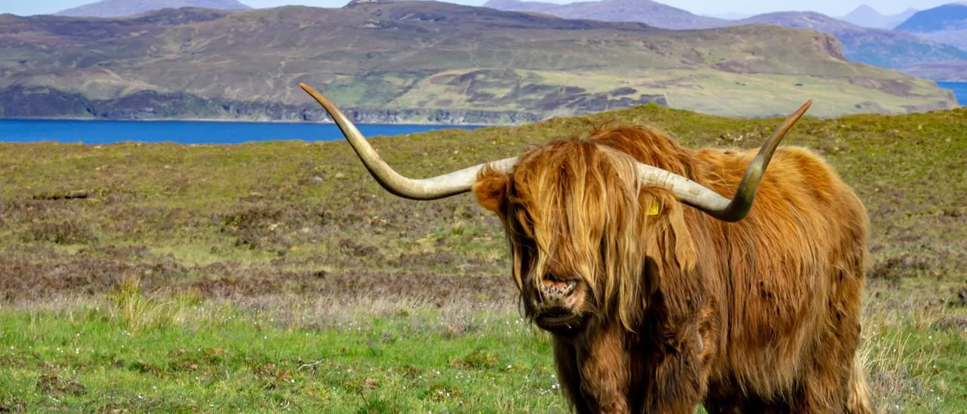 A long horn cow standing on a field with mountains in the background