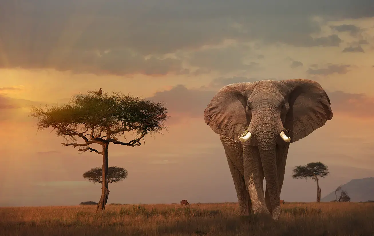 elephant-at-maasai-mara-reserve-kenya-gettyimages-468020303.webp