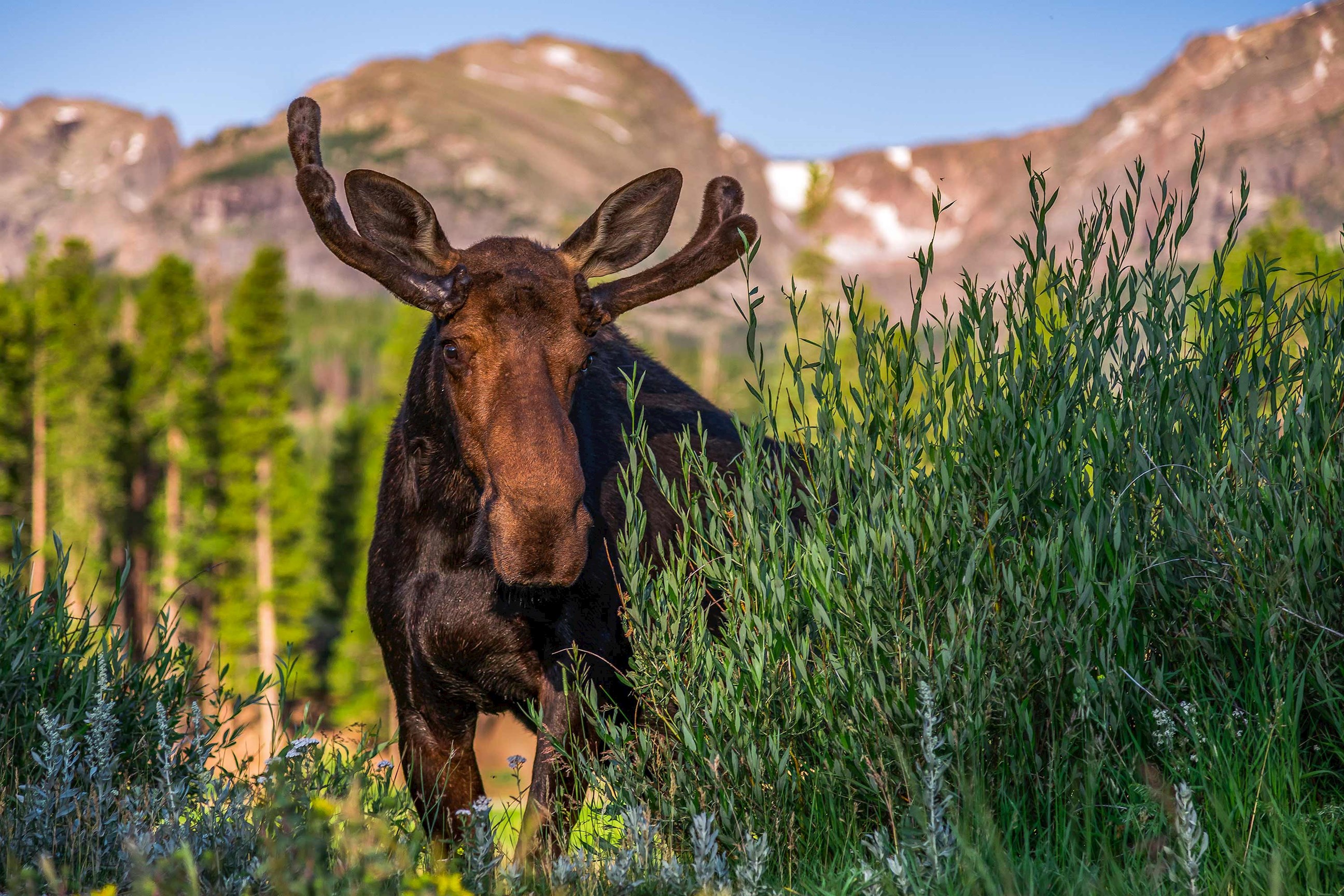 bull-moose-rocky-mountain-national-park-usa.jpg