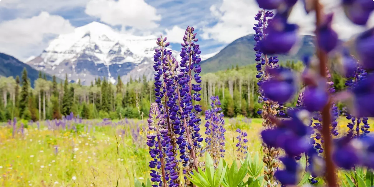 Lavender in front of mountain