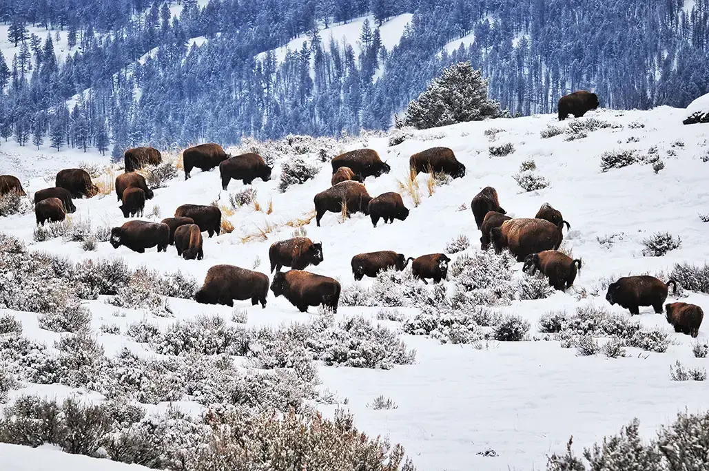 day-2-buffalo-bozeman-montana-usa-gettyimages-1044781956.webp
