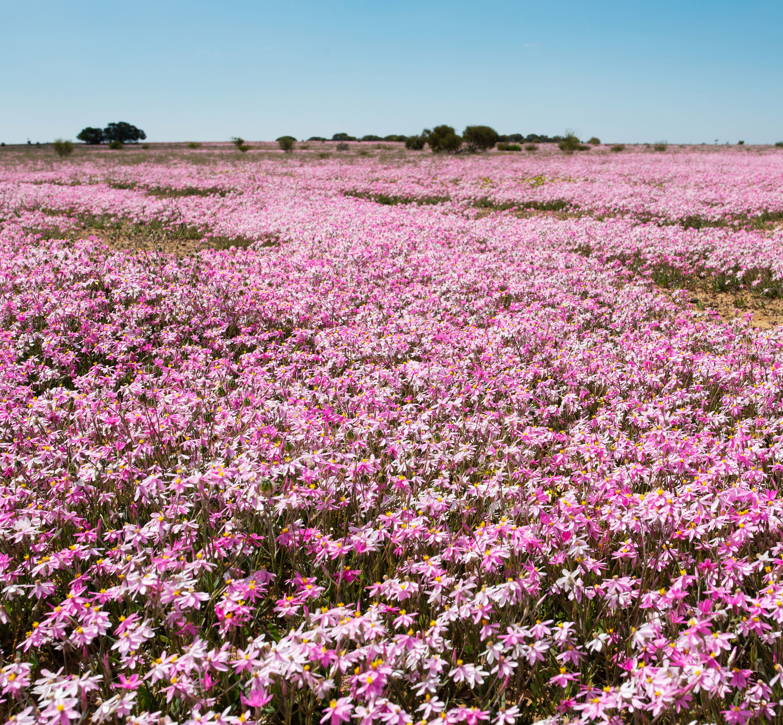 wildflowers-wemp-day-5.jpg