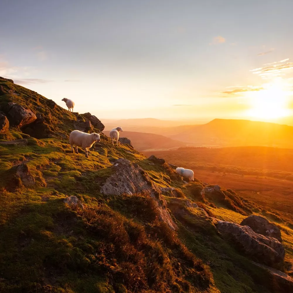 Scenic view of mountain in Wales with sheep
