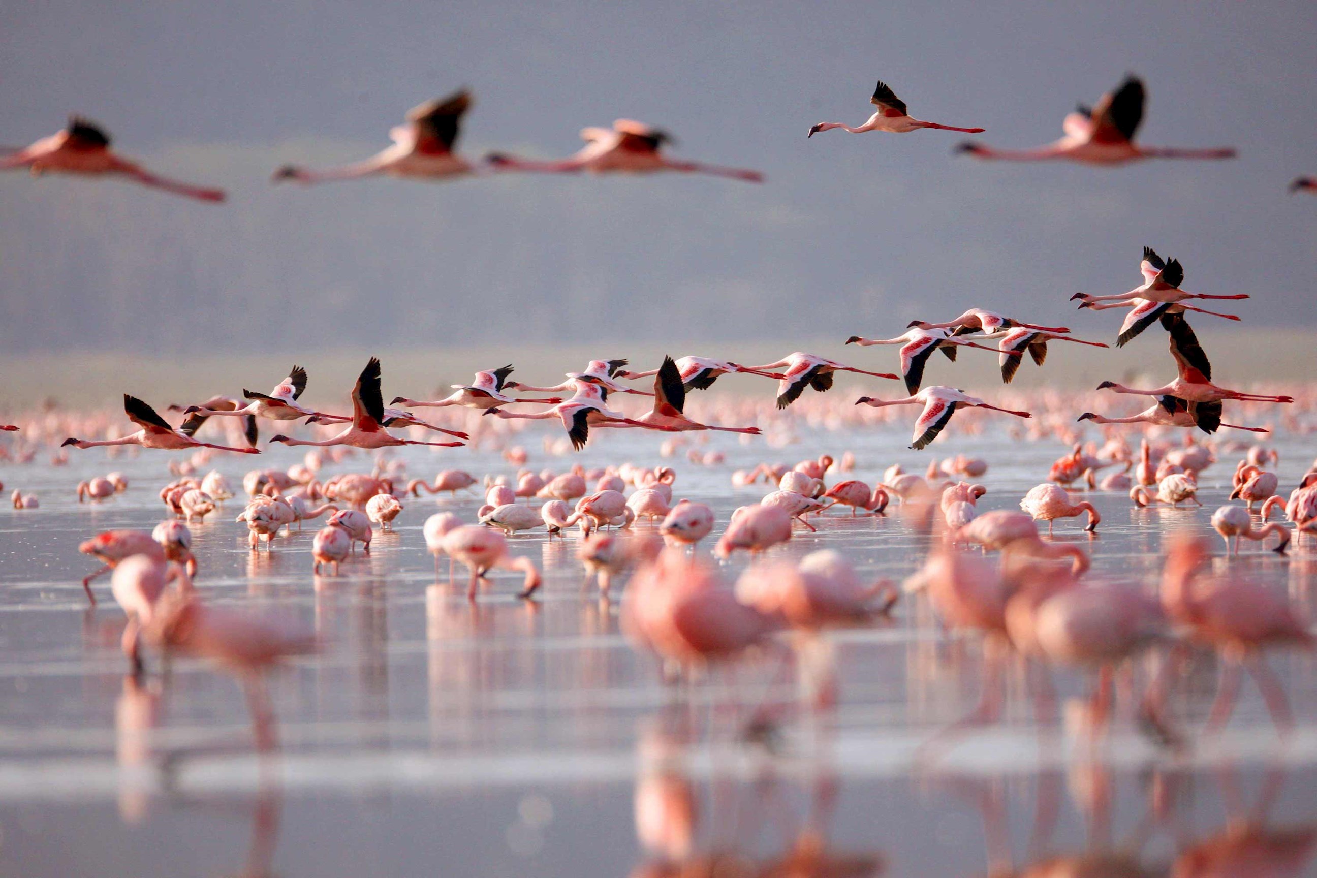flamingos-lake-nakuru-kenya.jpg