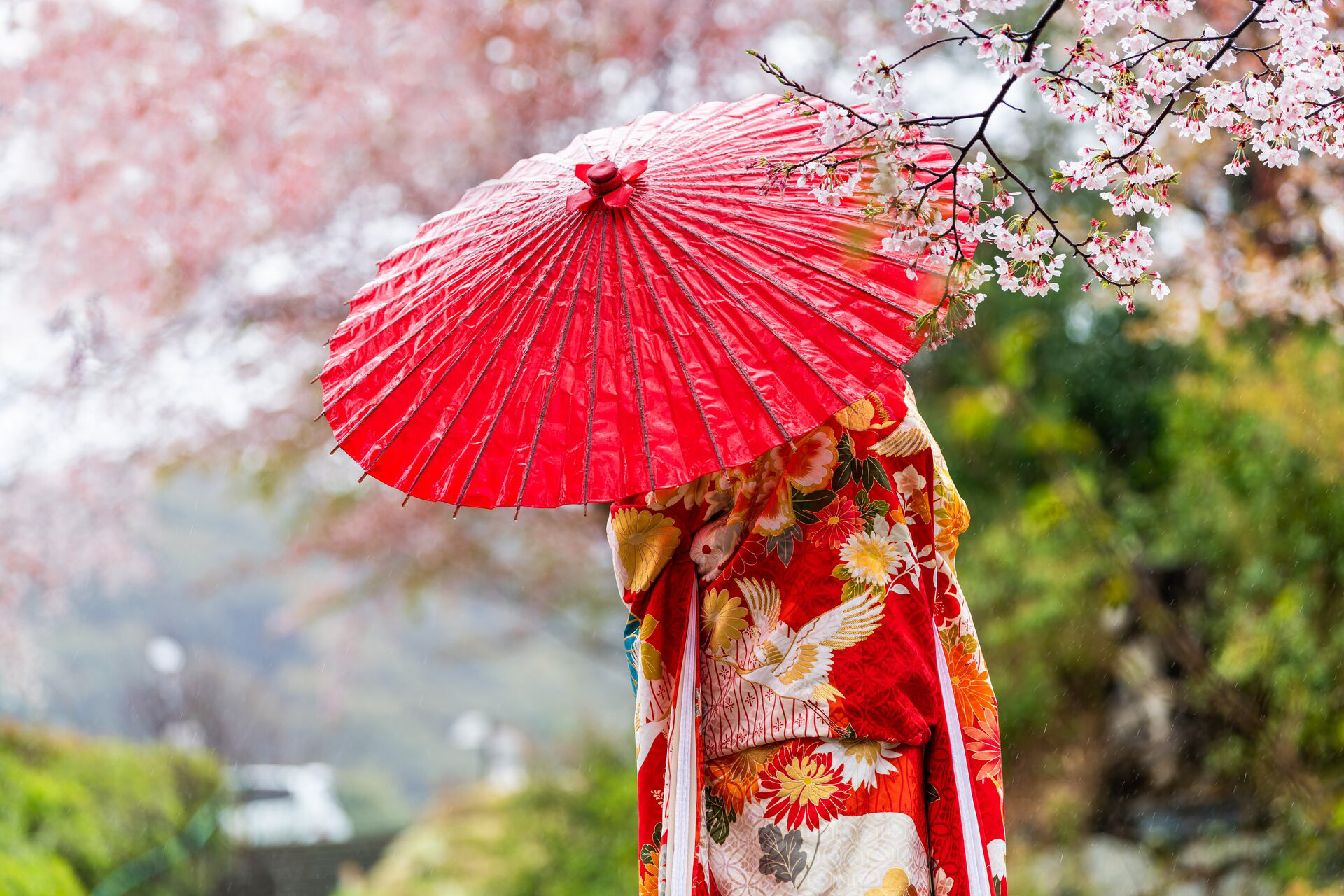 Sakura trees in spring with blooming flowers in garden park by river and a woman in red kimono and umbrella, Kyoto, Japan