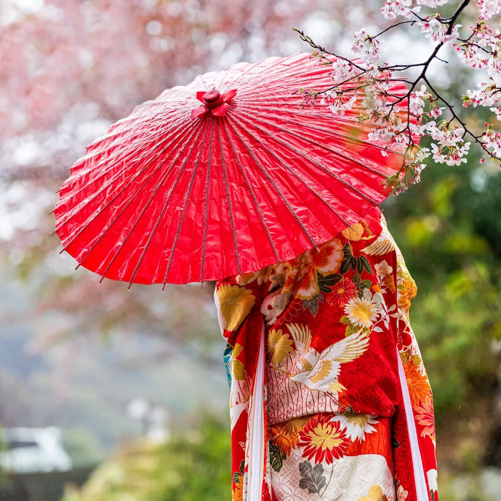 Sakura trees in spring with blooming flowers in garden park by river and a woman in red kimono and umbrella, Kyoto, Japan