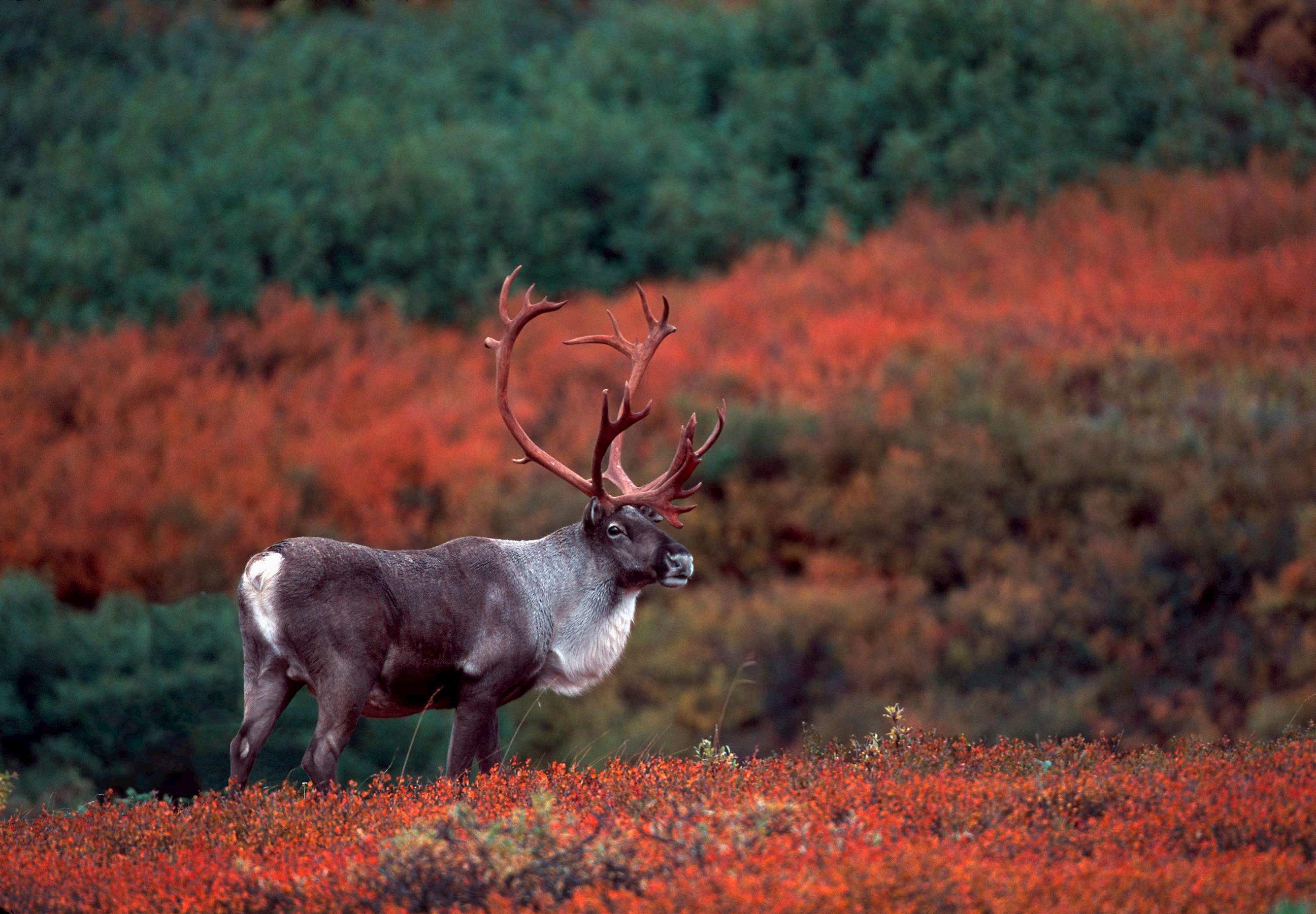 barren-ground-caribou-denali-national-park-alaska-usa.jpg