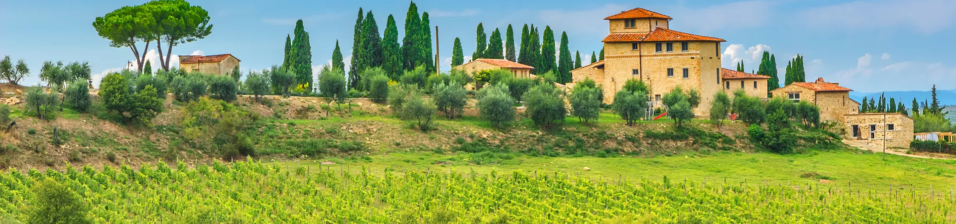 Vineyard in Tuscany, Italy