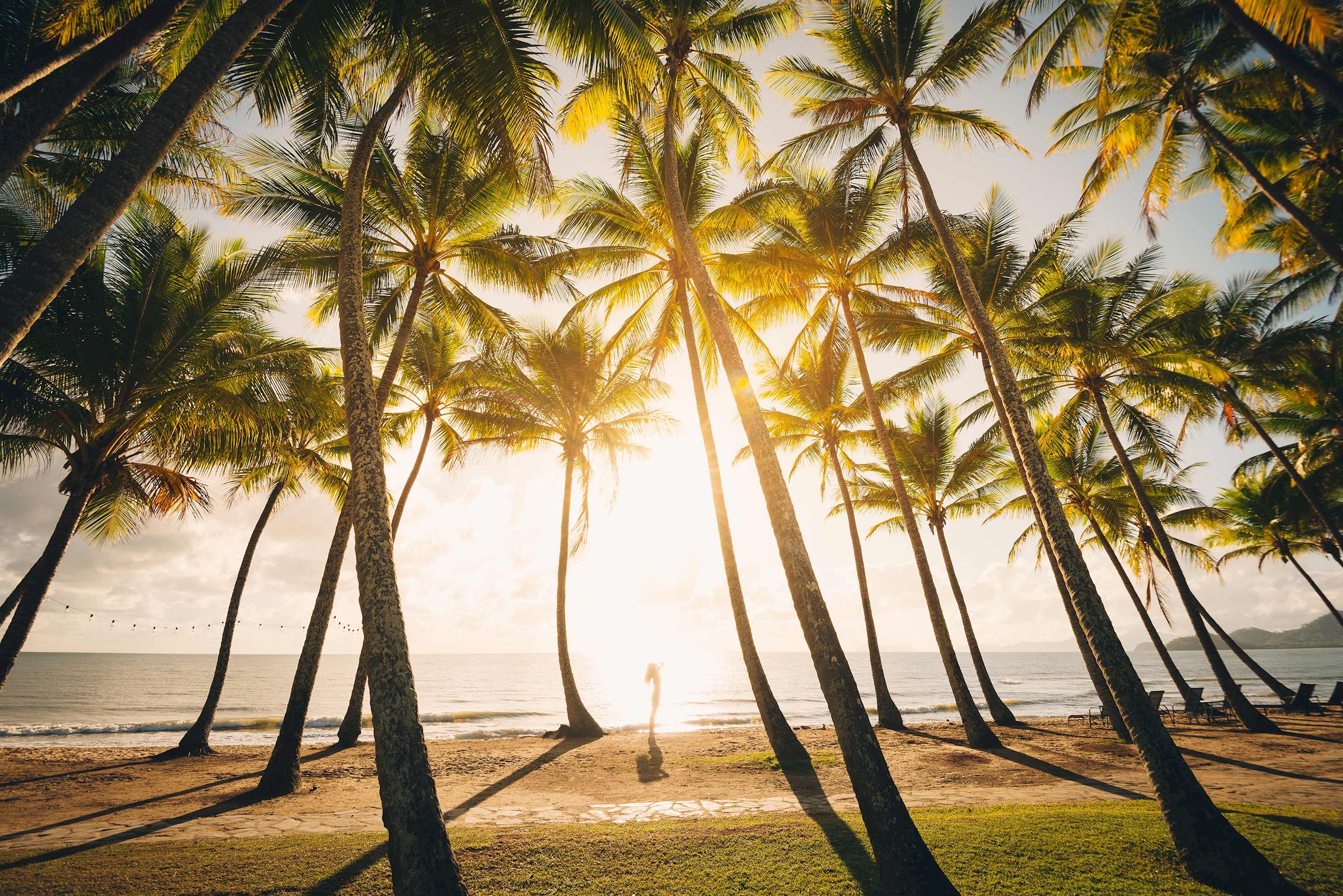 palm-trees-beach-cairns-australia.jpg