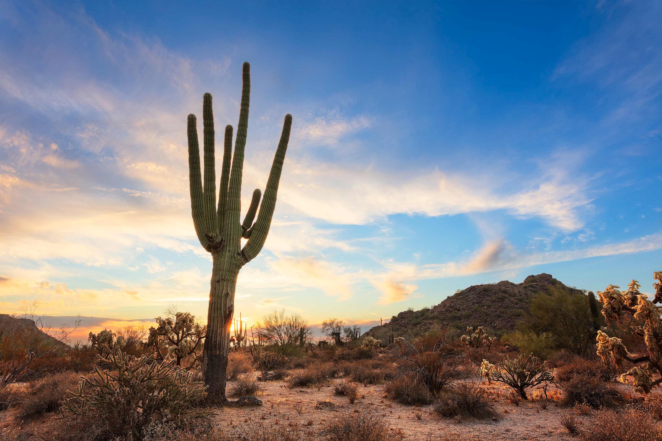 cactus-phoenix-usa.jpg