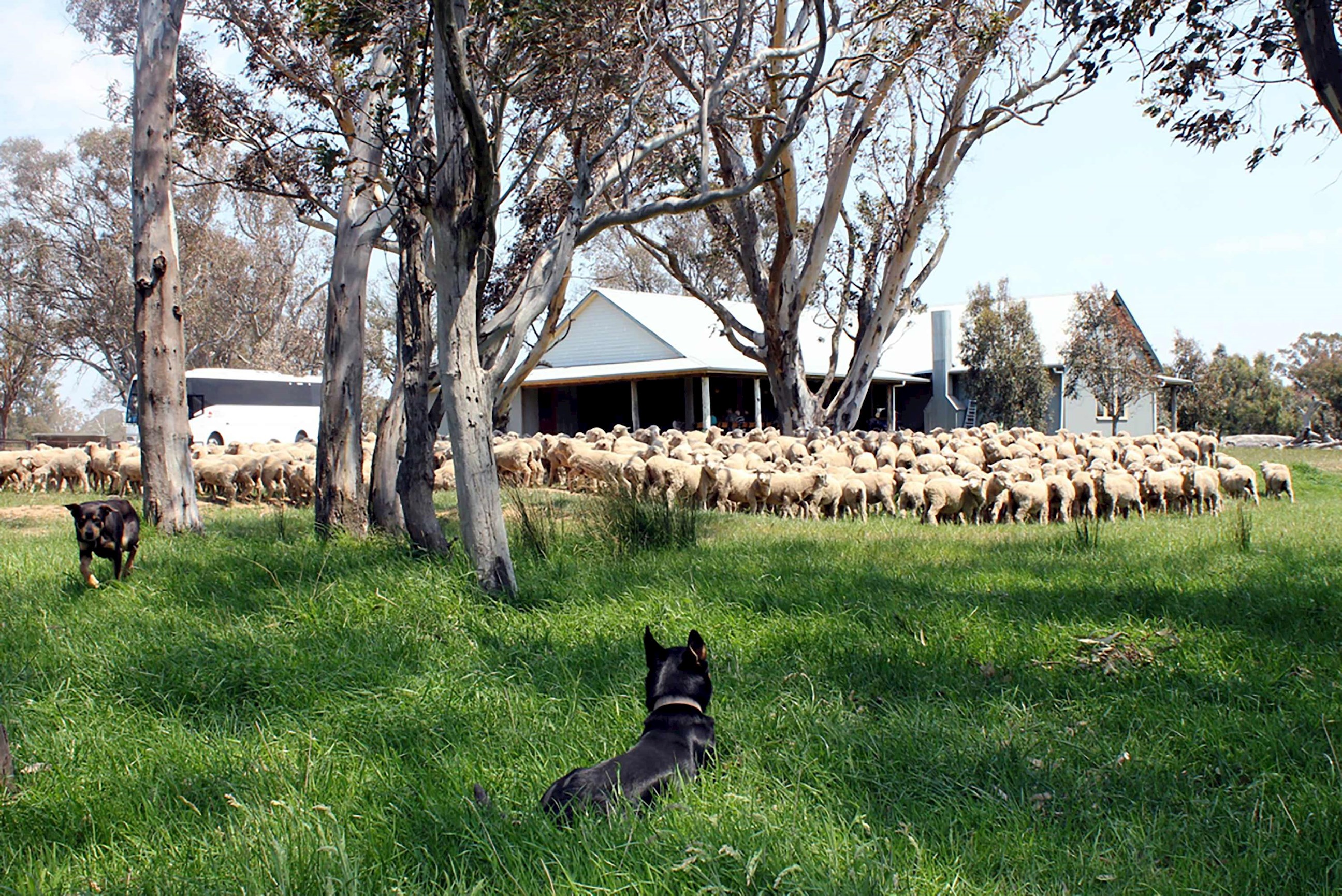 visit-gold-creek-station-barbecue-lunch-sheep-farm-experience-starr-family-canberra-australia.jpg