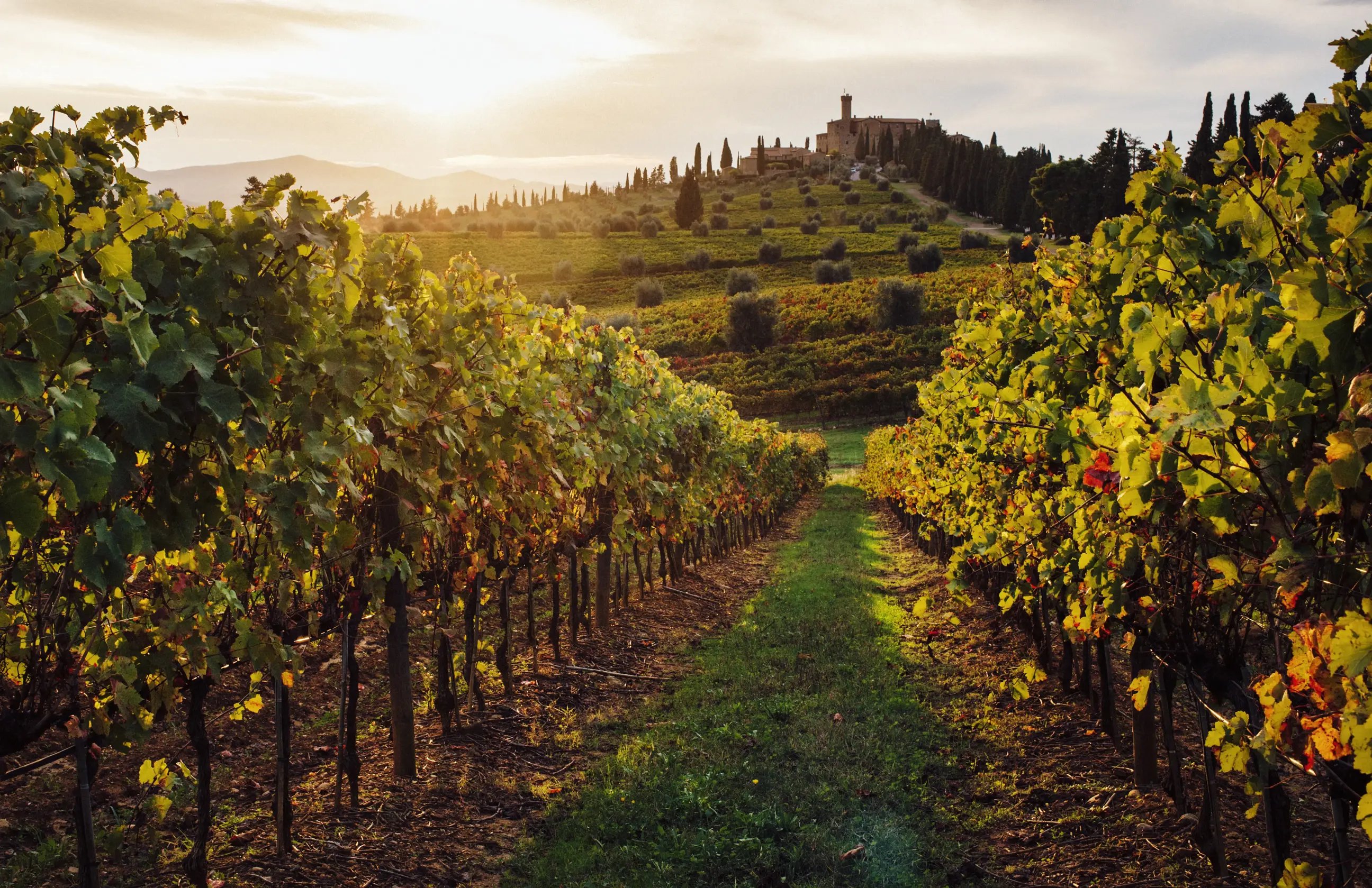 day-hero-sunset-over-vineyards-tuscany-italy.webp