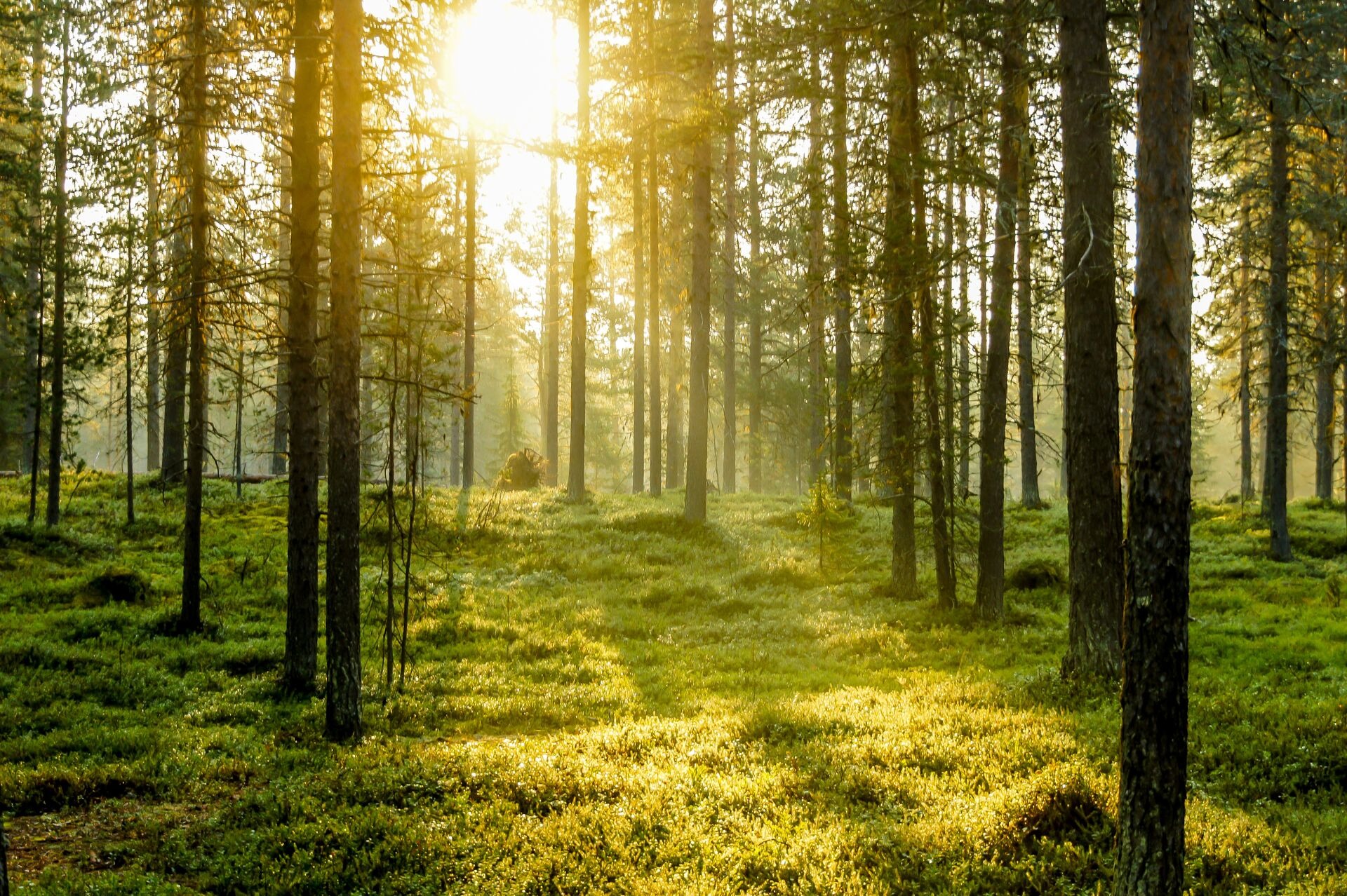 Pine trees in the forest with sunlight shining between the branches
