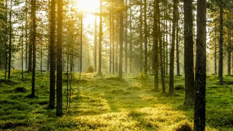 Pine trees in the forest with sunlight shining between the branches