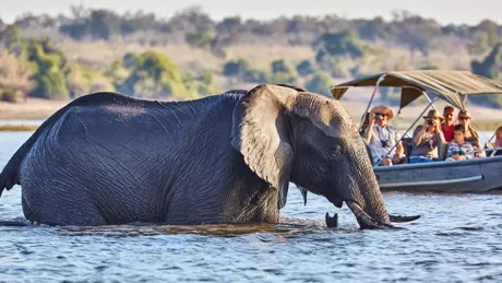 Tourists In Boat Cruise Viewing Elephant