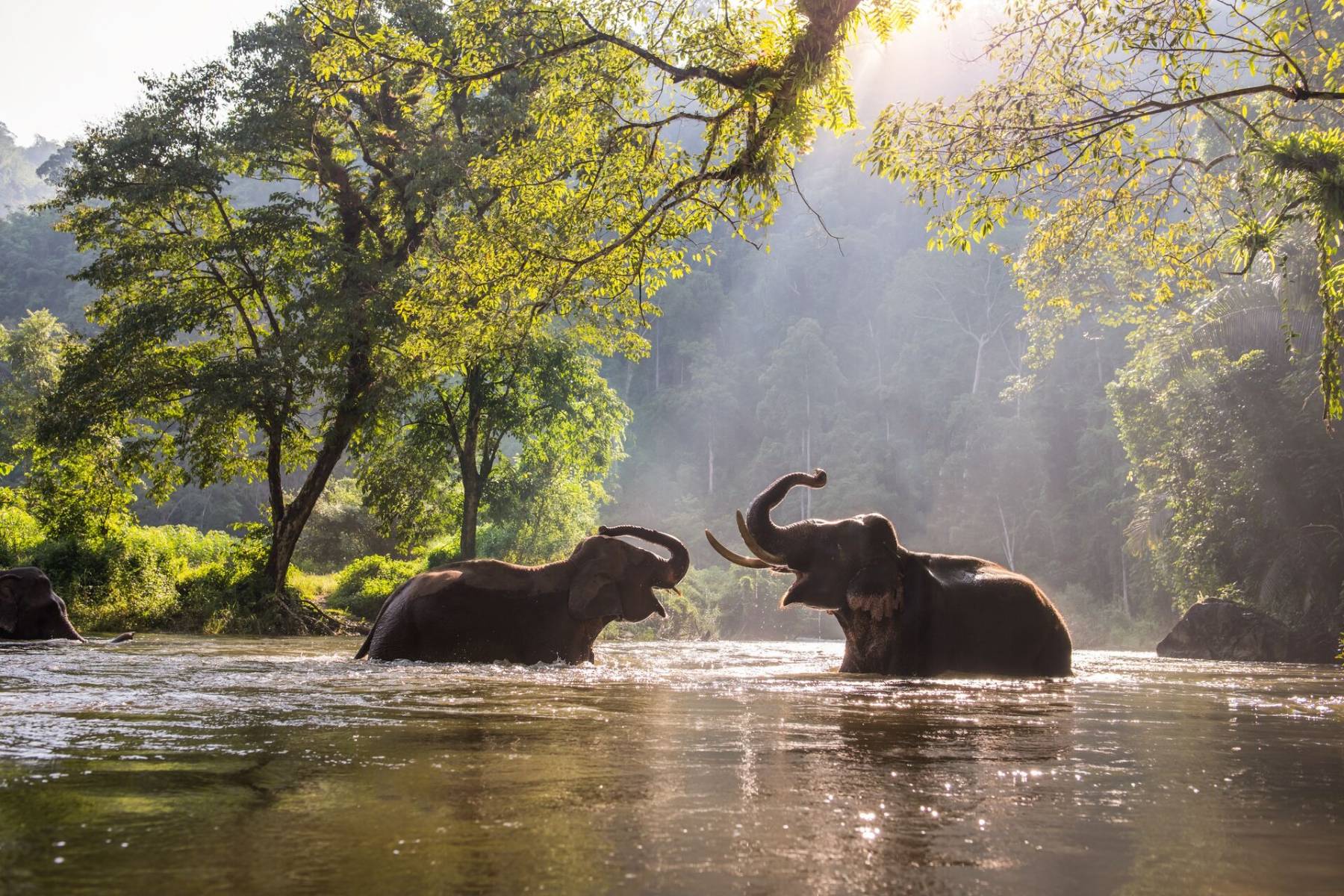 Elephants in water on sunset, Thailand