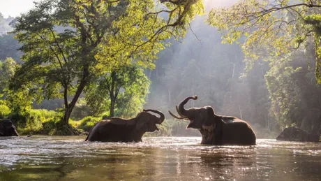 Elephants in water on sunset, Thailand