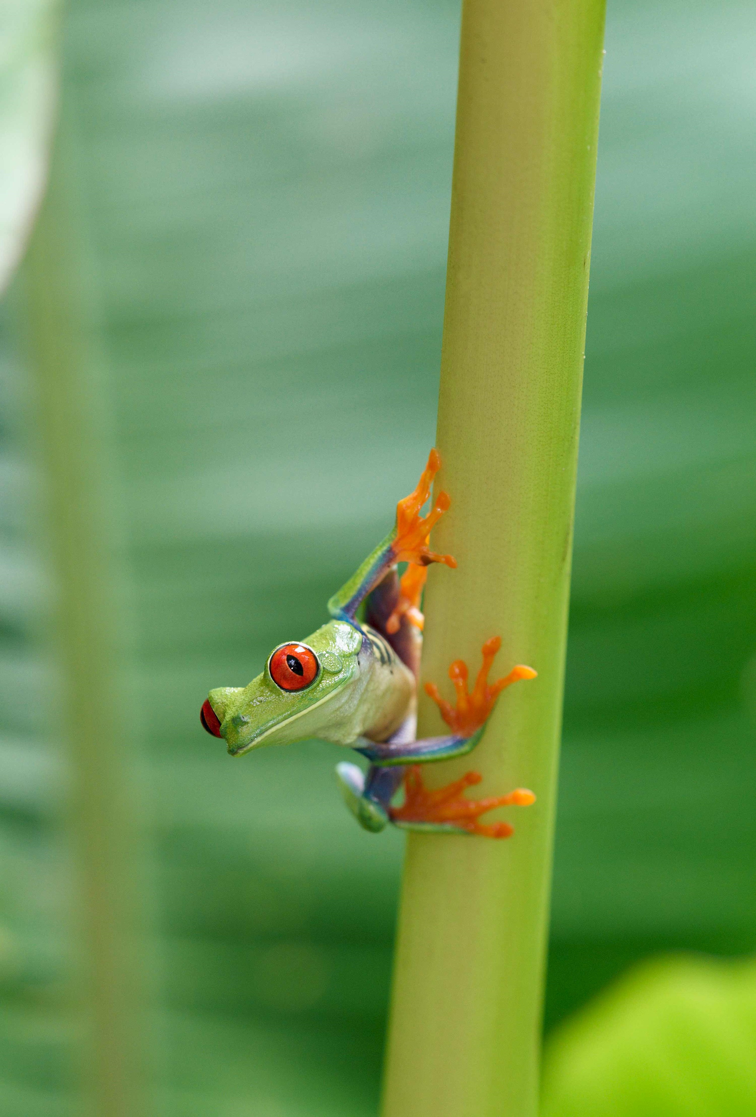 tree-frog-san-jose-costa-rica.jpg