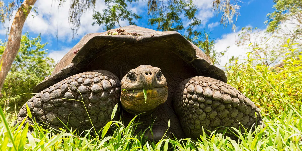 Highlights of Peru with Galapagos Legend North and Central Cruise Guided Tour