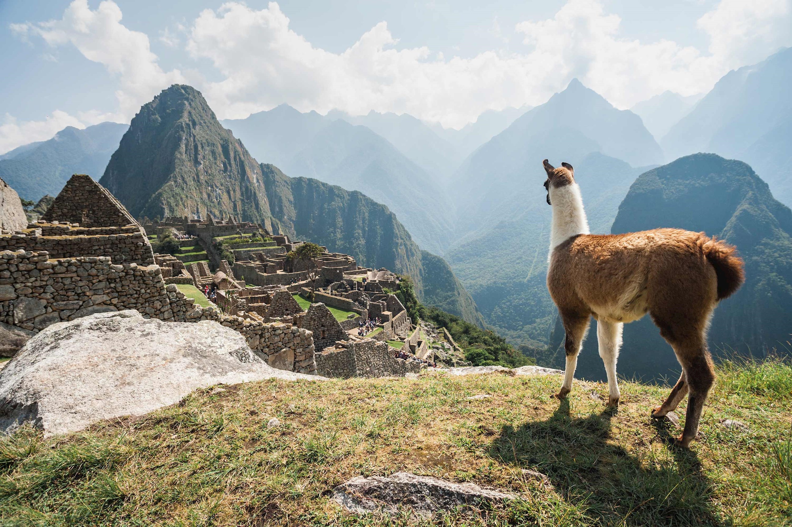 llama-machu-picchu-peru.jpg