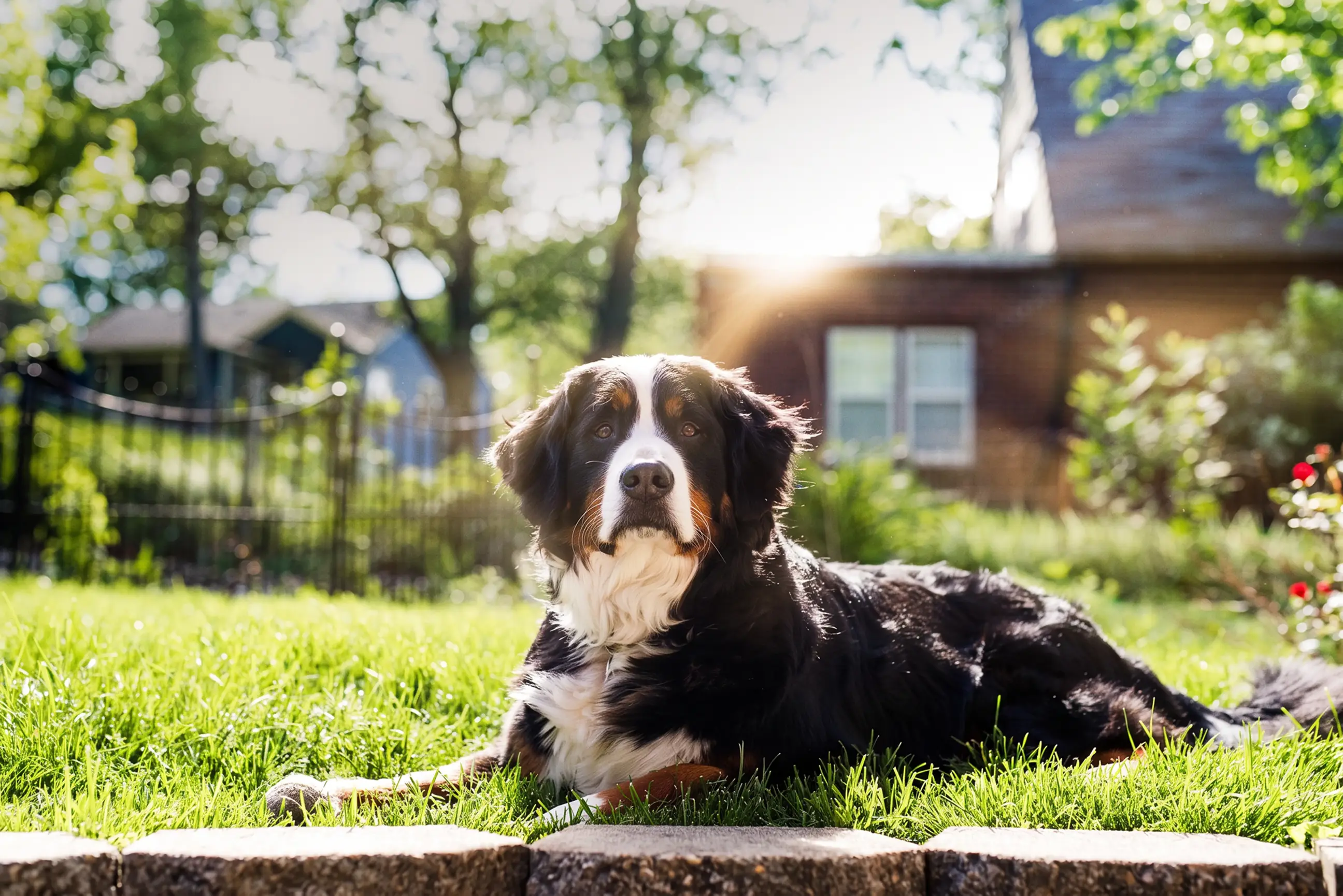 day-hero-regal-bernese-mountain-dog-rhone-valley-switzerland.webp