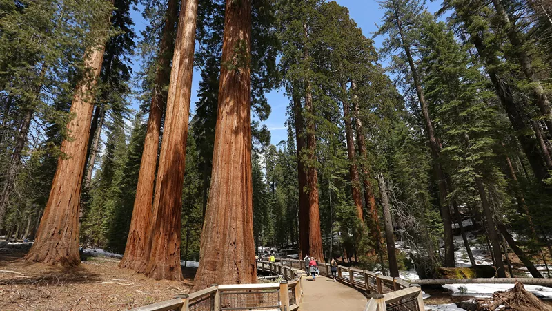 Northern California Tour with Yosemite Trafalgar ZA