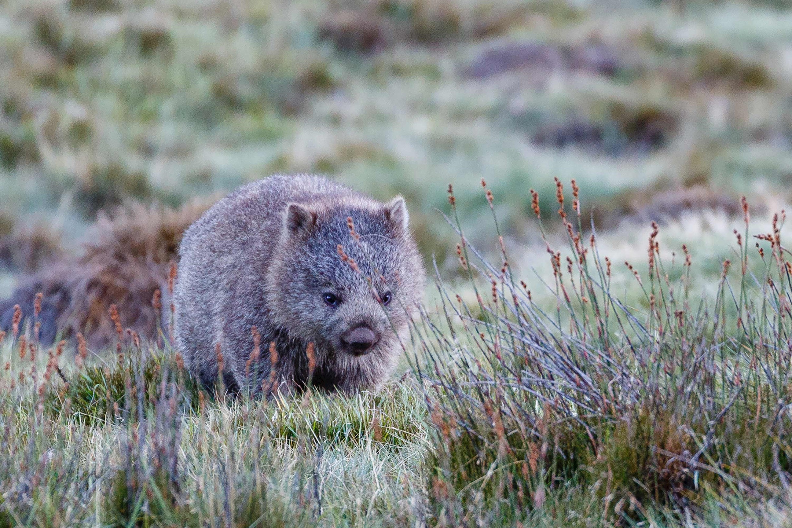 wombat-cradle-mountain-australia.jpg