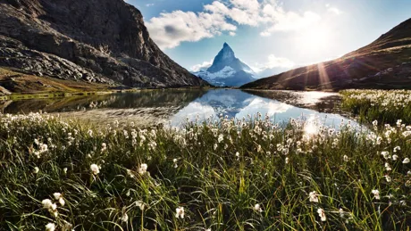 View of Matterhorn and flowers, Italy, Switzerland