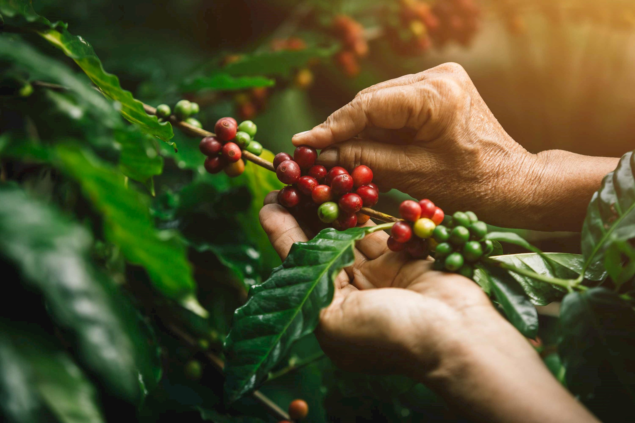 coffee-beans-honolulu-hawaii.jpg