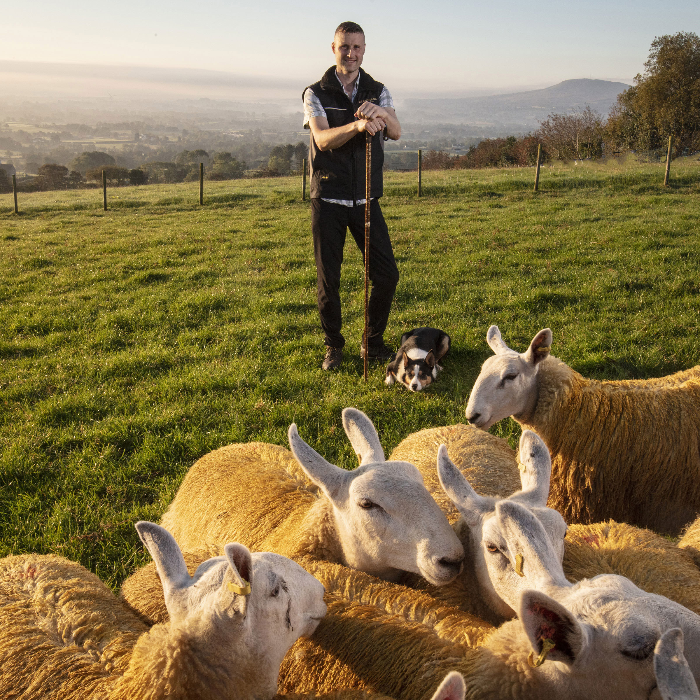 sheepdogs-at-work-glenshane-country-farm-maghera-northern-ireland.jpg