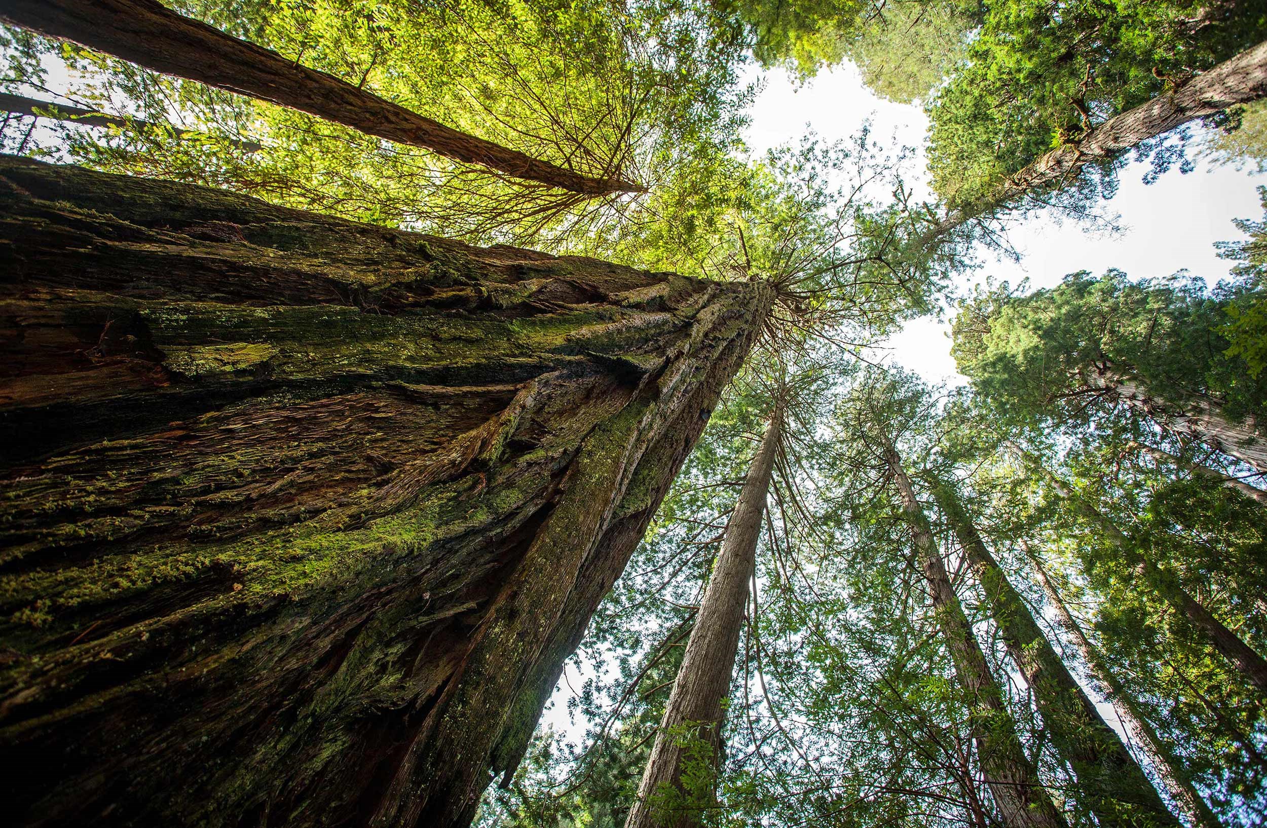 tree-sequoia-national-park-usa.jpg