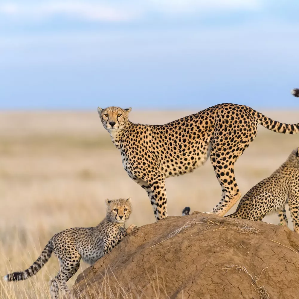 Cheetah Male Walking And Looking For Prey