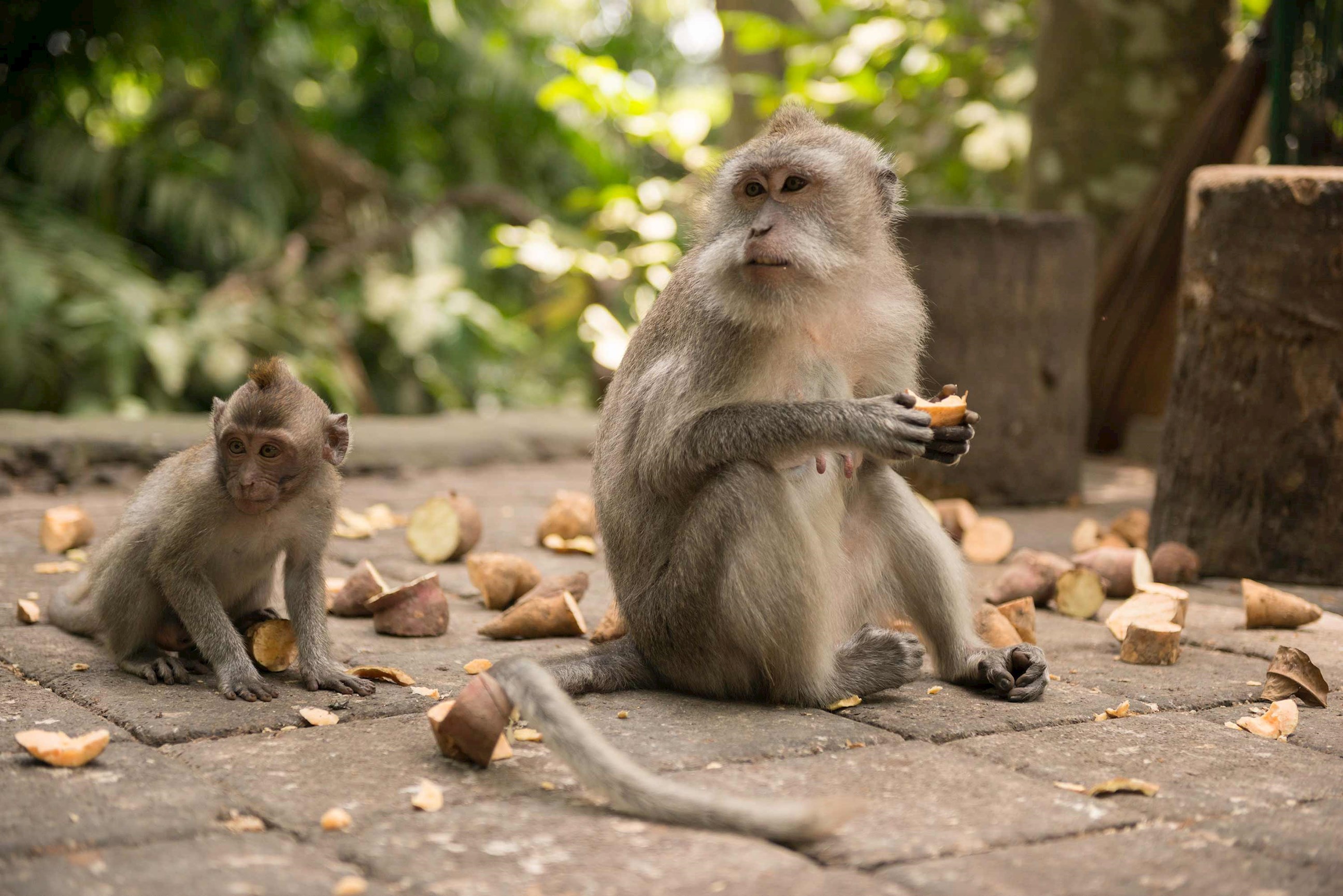 monkeys-ubud-bali.jpg