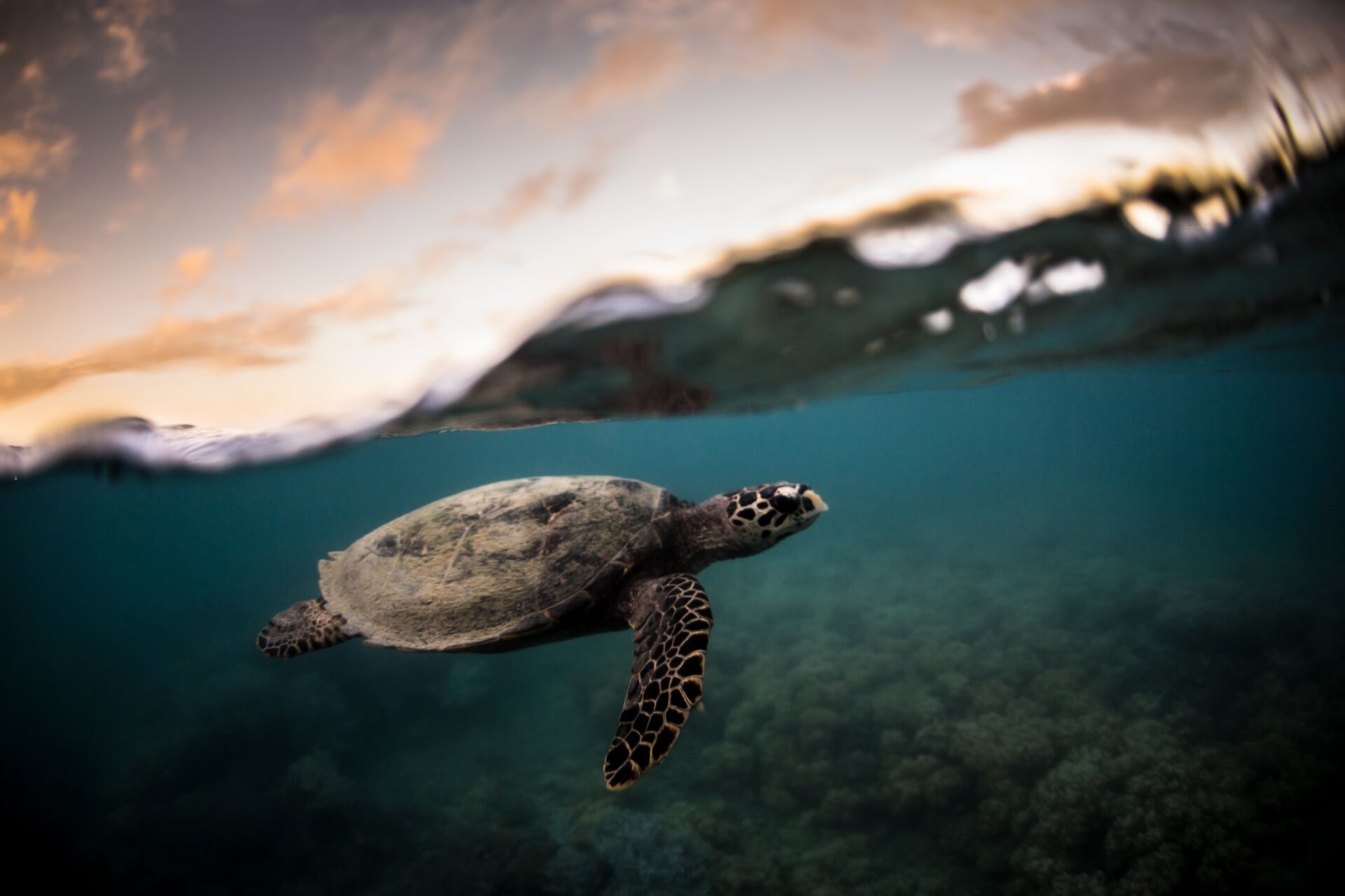 Sea Turtle under water