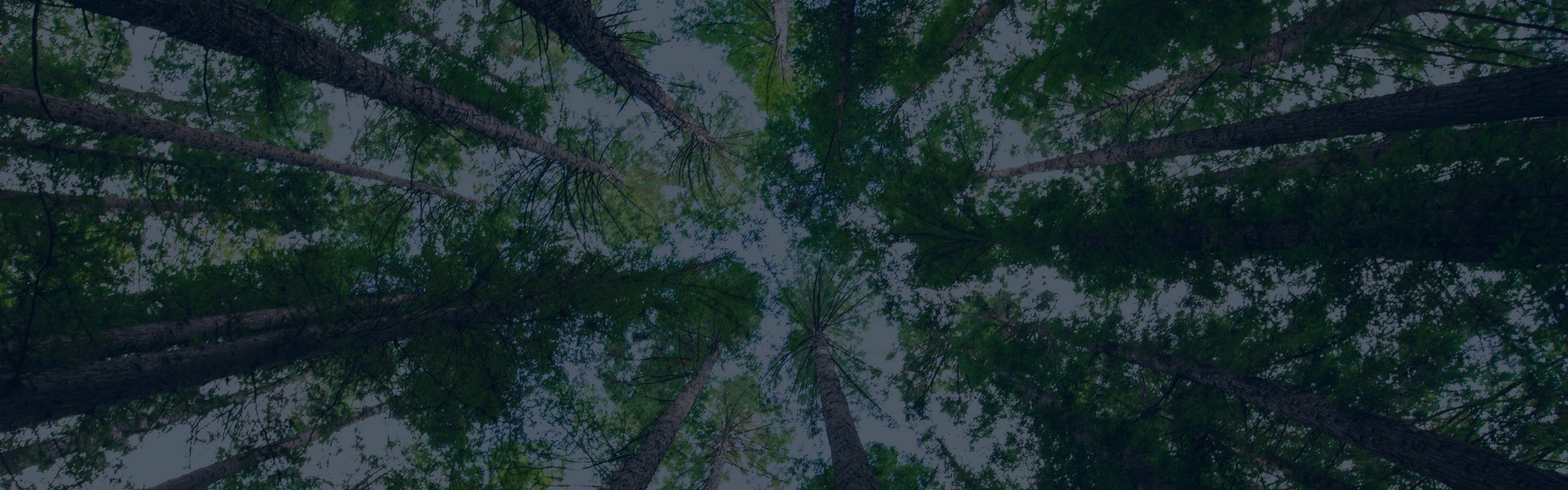 View through tree canopy