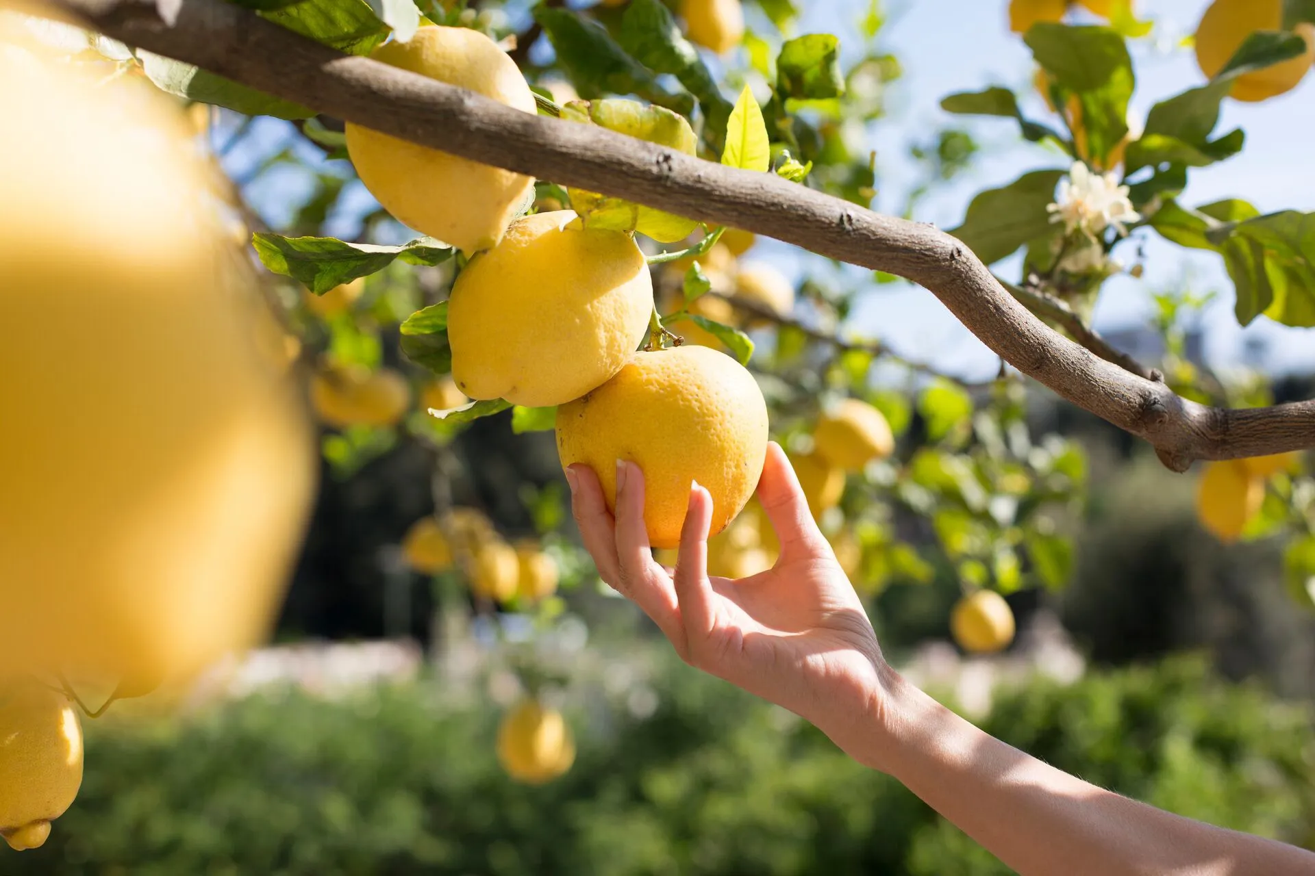 Woman picking a fresh lemon from a lemon tree on Ischia Island, Italy