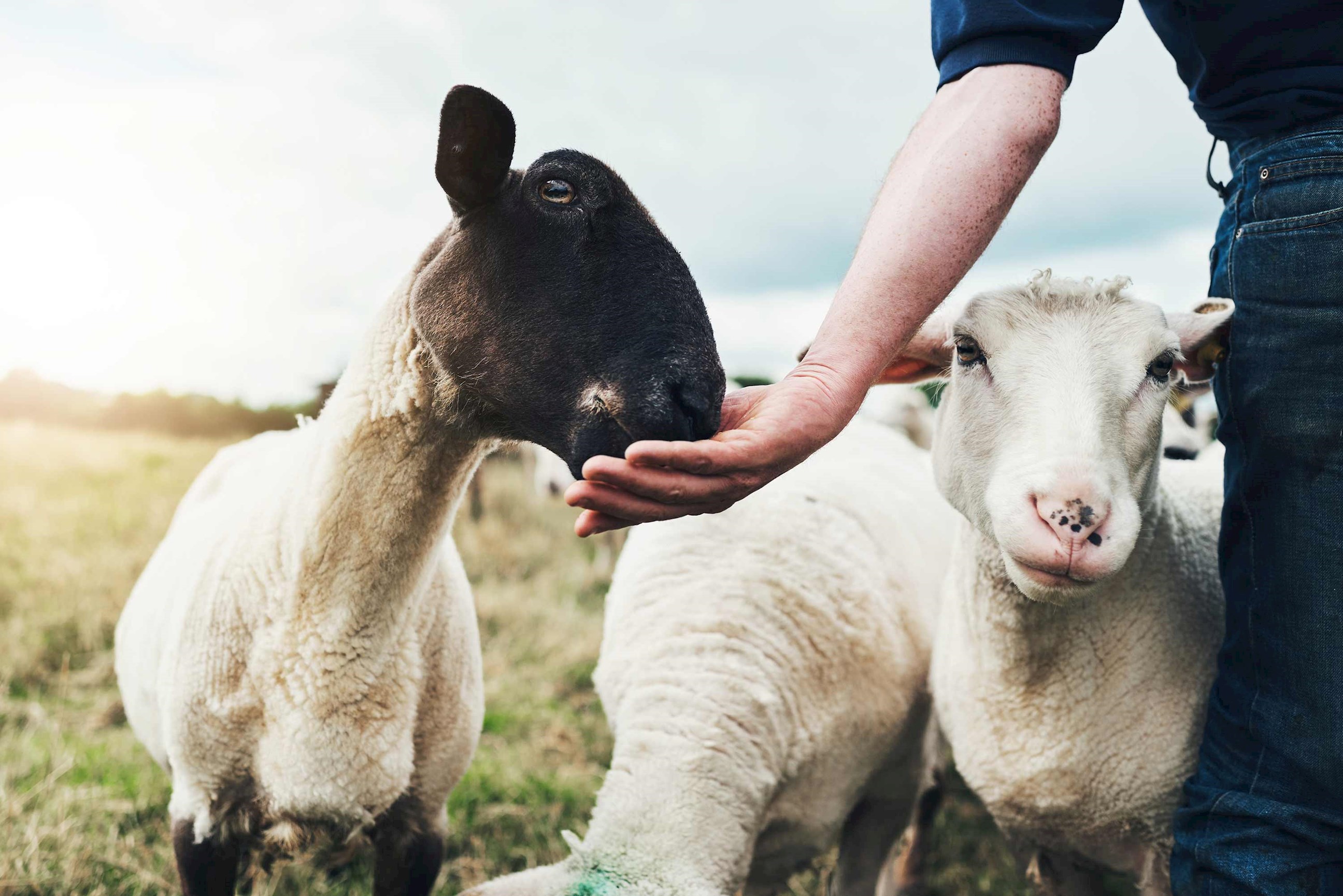 A person petting a sheep on a Connemara Farm