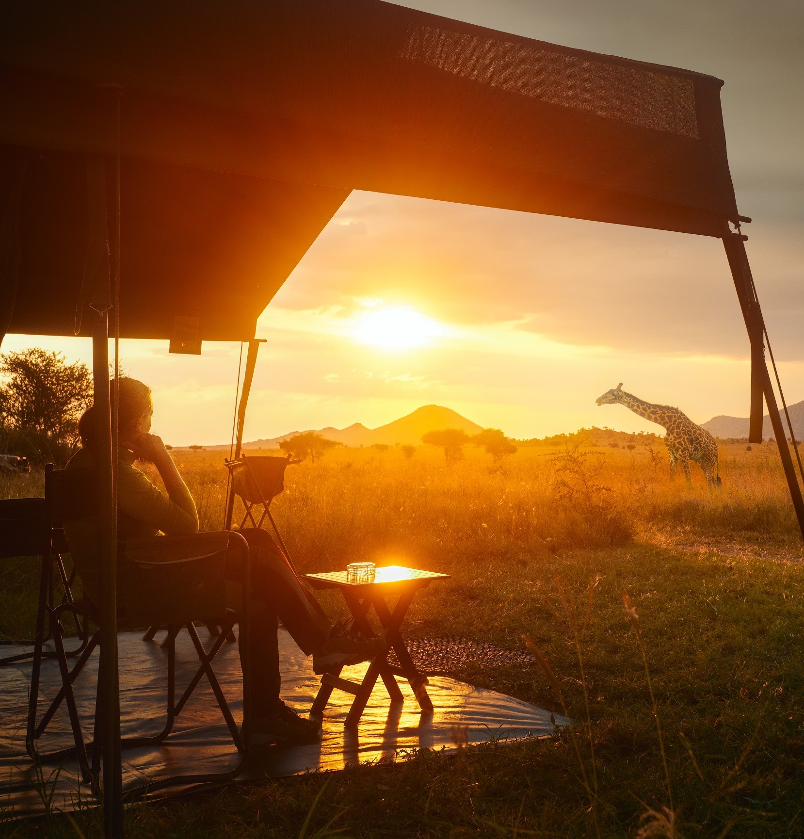 Watching wild giraffes on African safari