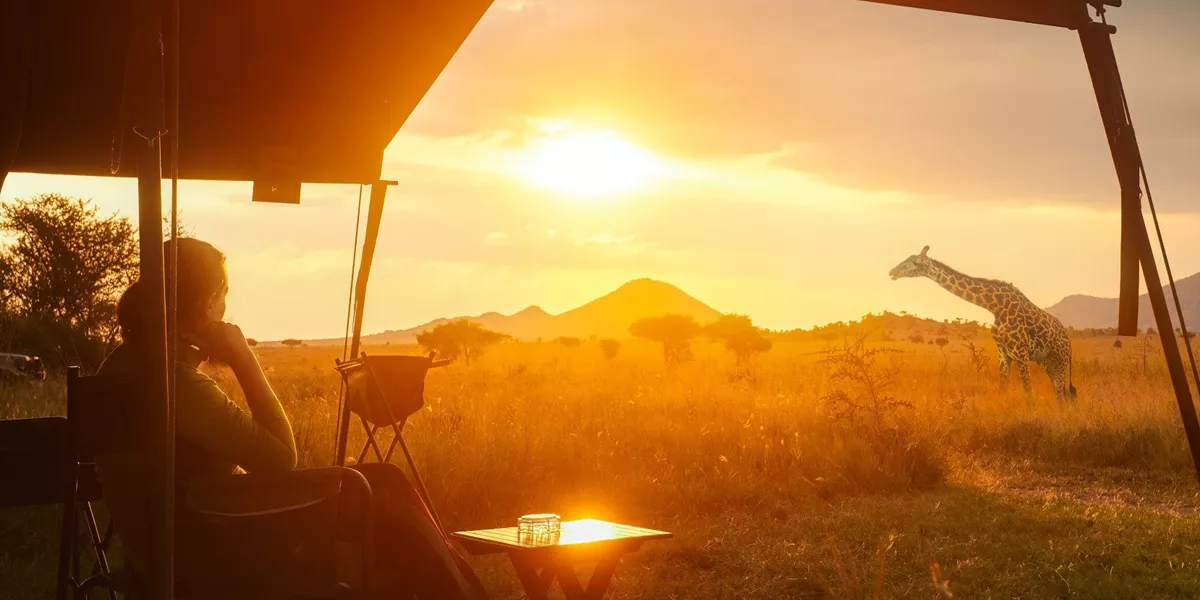 Watching wild giraffes on African safari