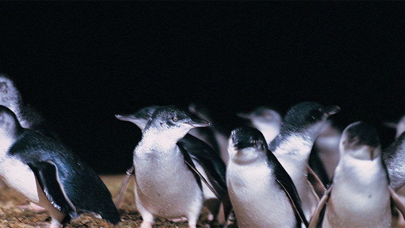 little-penguins-on-phillip-island-in-melbourne-australia.jpg