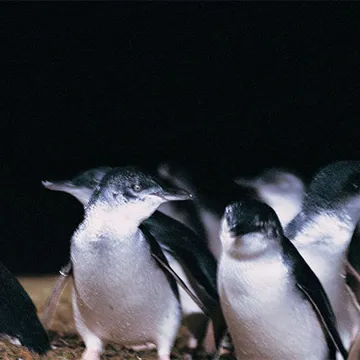 little-penguins-on-phillip-island-in-melbourne-australia.jpg