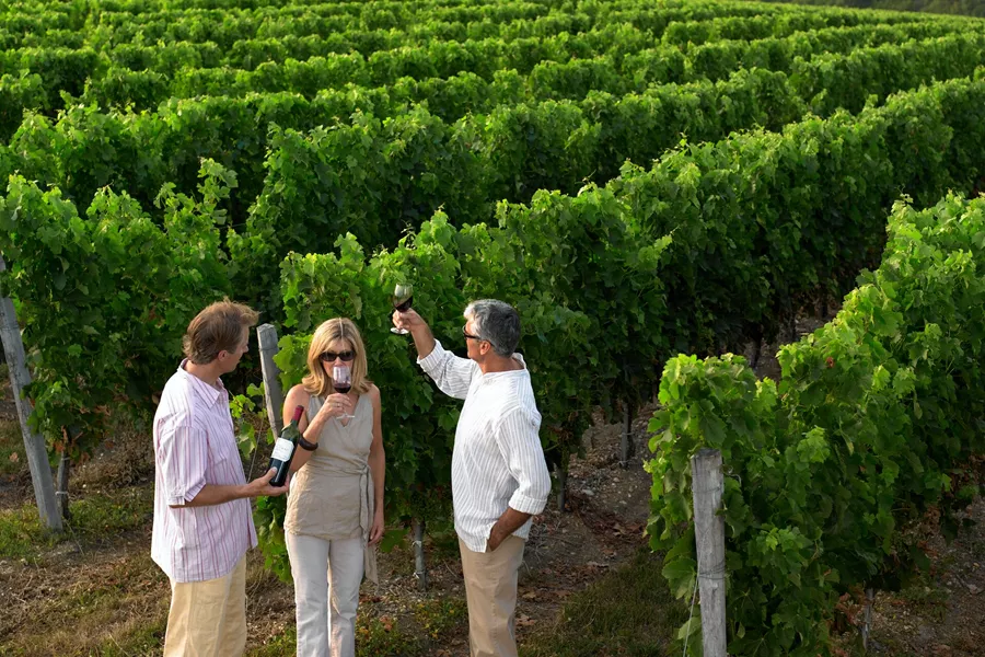 Friends drinking wine in a vineyard