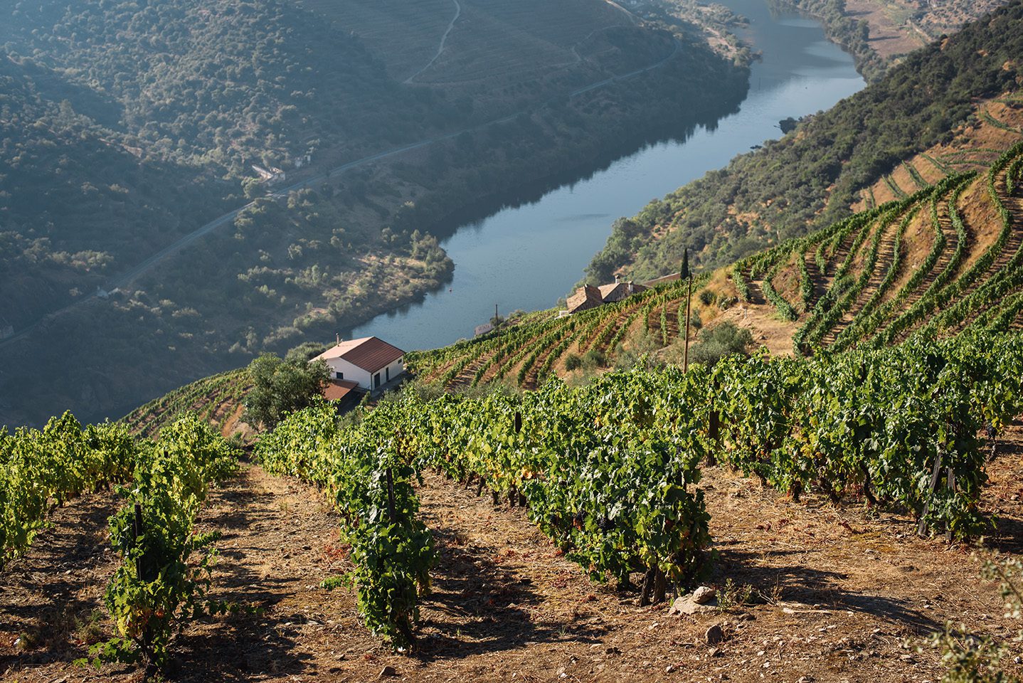 House surrounded by vineyards in Douro, Portugal