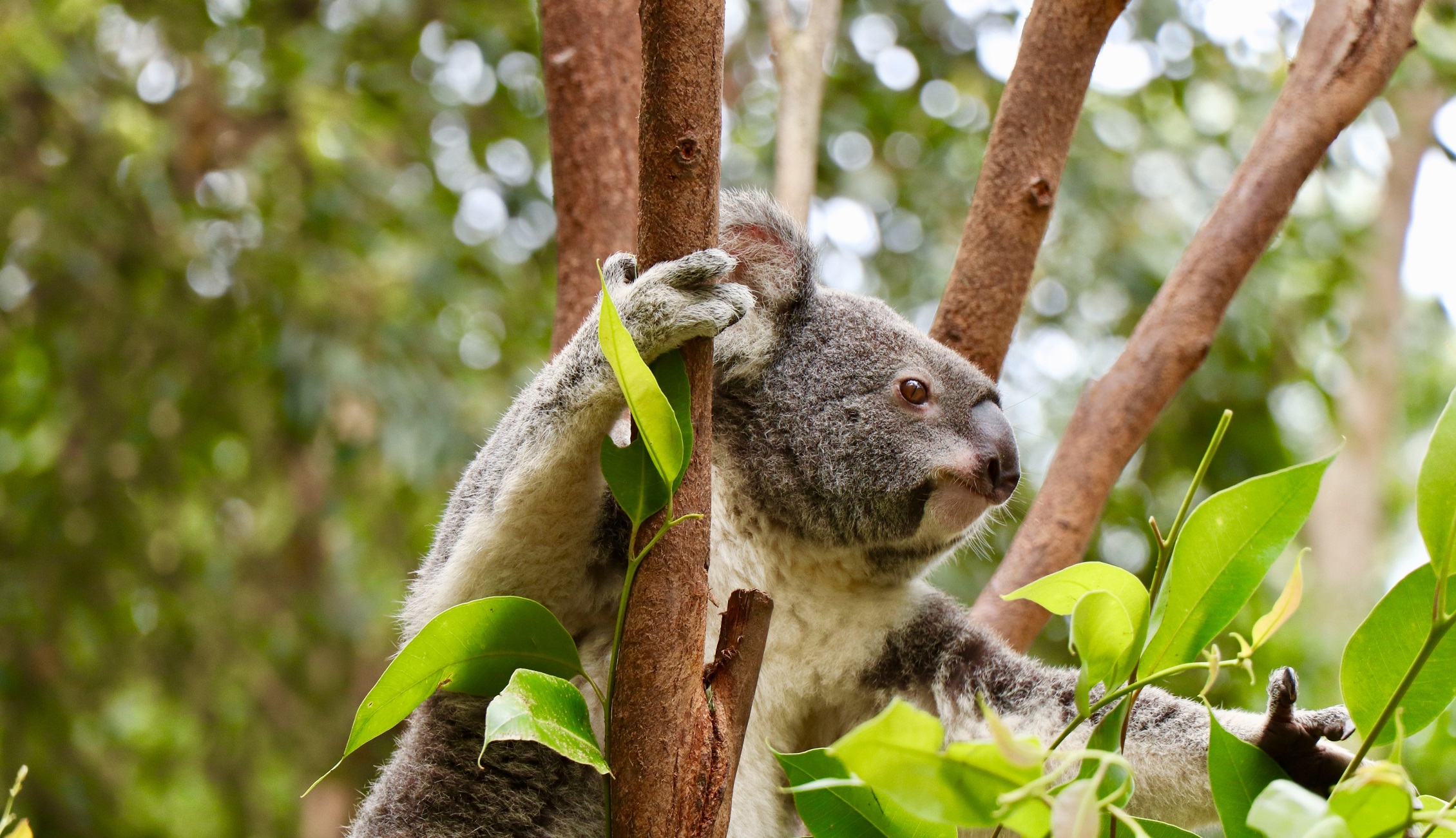 Australia Koala