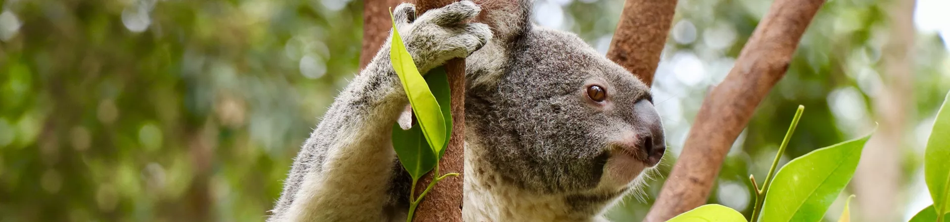 Australia Koala