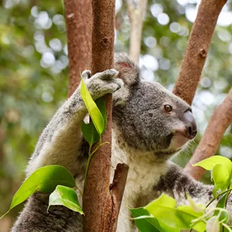 Australia Koala