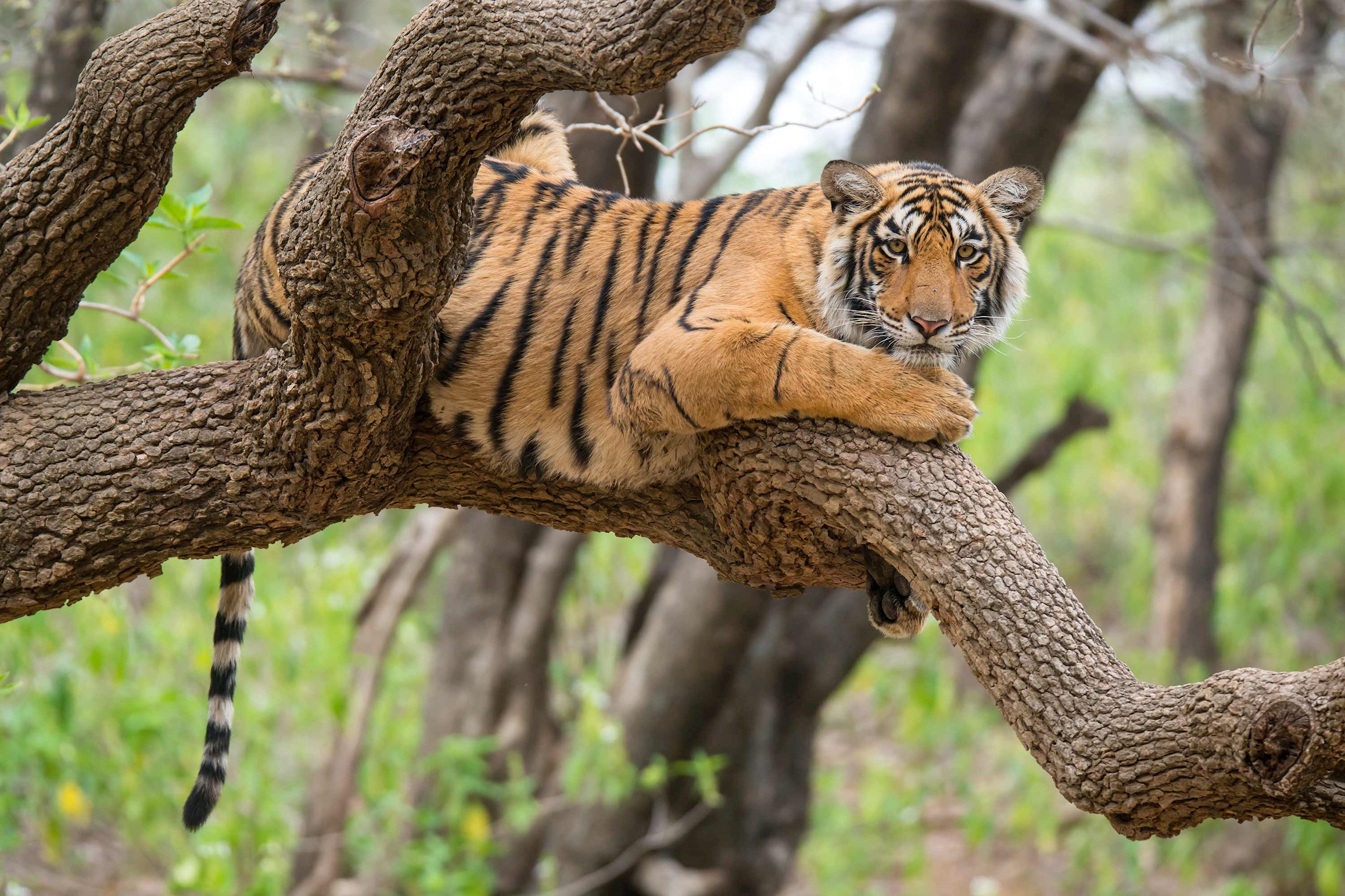 tigers-ranthambore-india.jpg