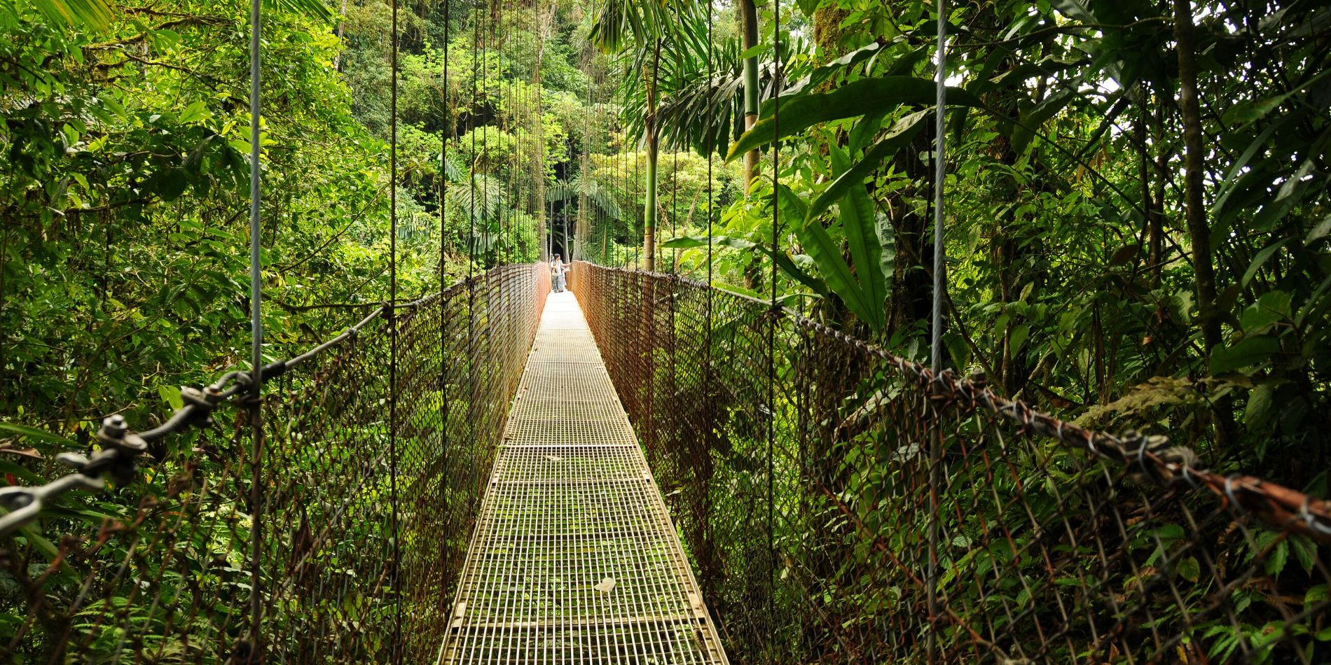 A suspension bridge in the middle of a jungle in Costa Rica