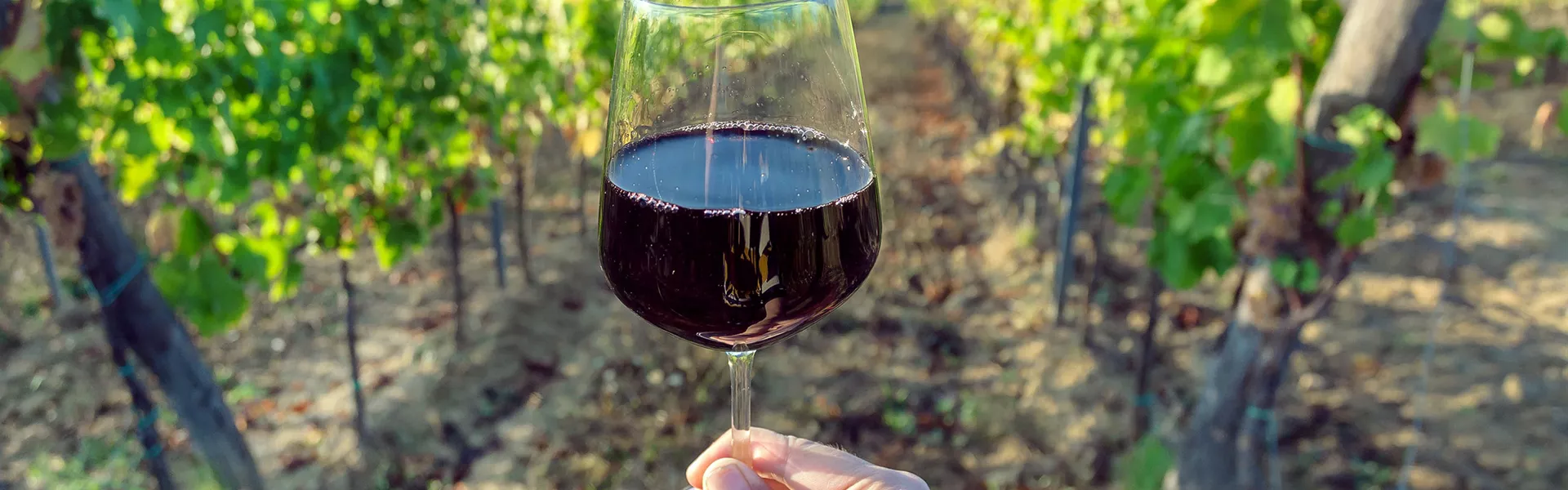 A person holding a glass of red wine in a vineyard in Chile